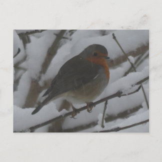 Postal Festiva Cute Robin Close Up in Snow DIY Postcard