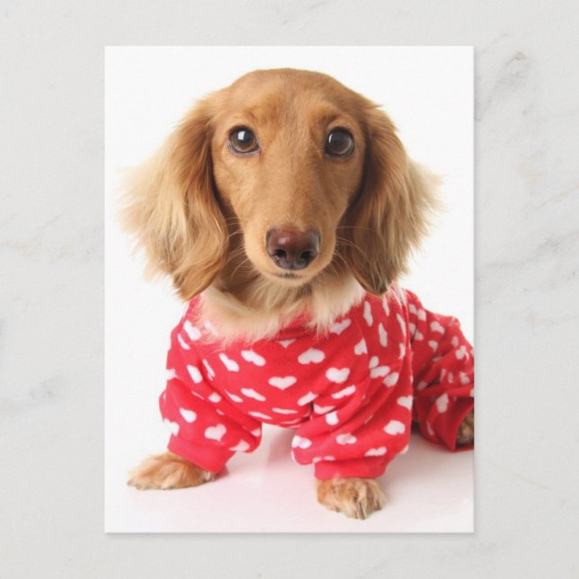 Postal Festiva Dachshund Cachorro con traje de San Valentín (Anverso)