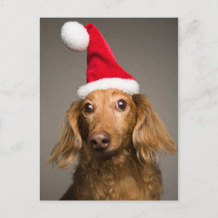 Postal Festiva Dachshund viste Navidades Santa Hat
