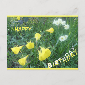 Postal Festiva Daffodils Arctic Bells Happy Birthday Postcard