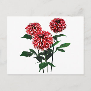 Postal Festiva Dahlia Santa Claus