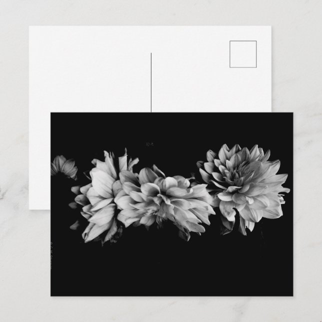 Postal Festiva Dahlia Trio negro y blanco (Anverso / Reverso)