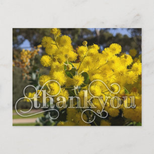 Postal Festiva di gracias con flores de Wattle amarillas
