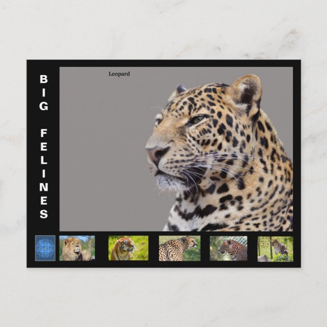 Postal Festiva Diversos gatos grandes (Anverso)