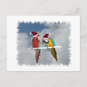 Postal Festiva Dos amigos de macaw