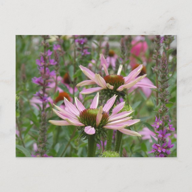 Postal Festiva Dos flores silvestres y flores silvestres mueren d (Anverso)