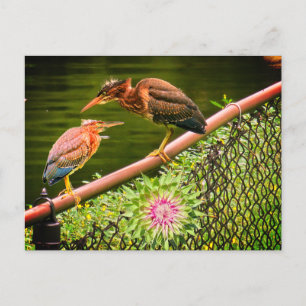 Postal Festiva Dos garzas verdes