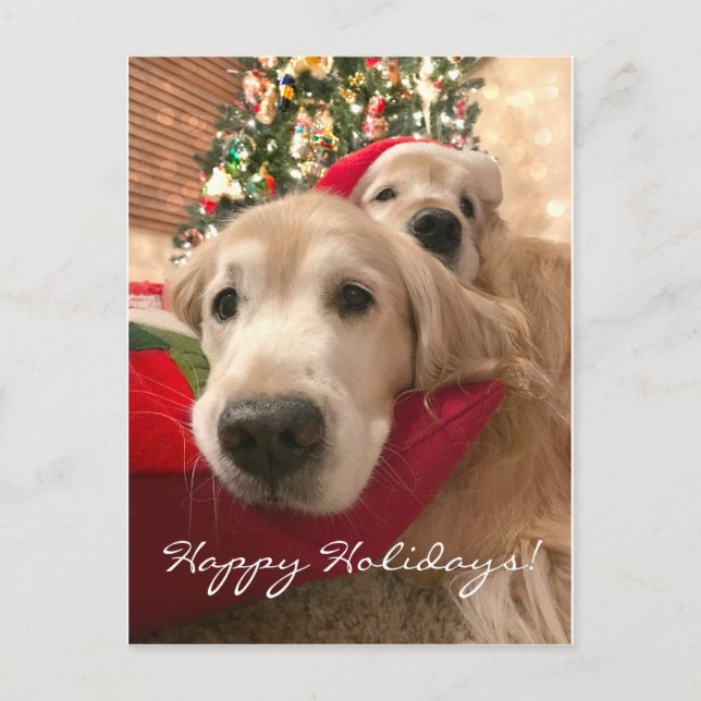 Postal Festiva Dos Navidades del Golden Retriever de vacaciones (Anverso)