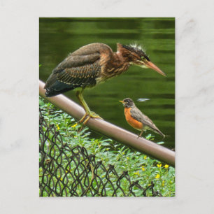 Postal Festiva Dos pájaros