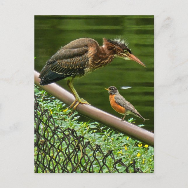 Postal Festiva Dos pájaros (Anverso)
