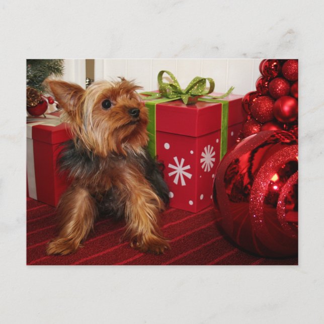 Postal Festiva Dot - Yorkshire Terrier - Rodgers (Anverso)