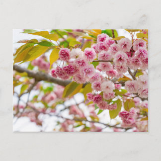 Postal Festiva double cherry blossoms
