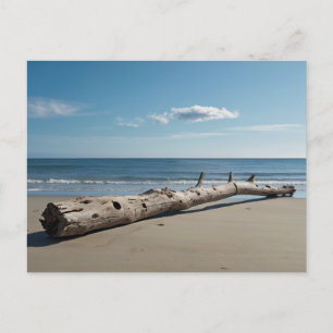 Postal Festiva Driftwood Beach