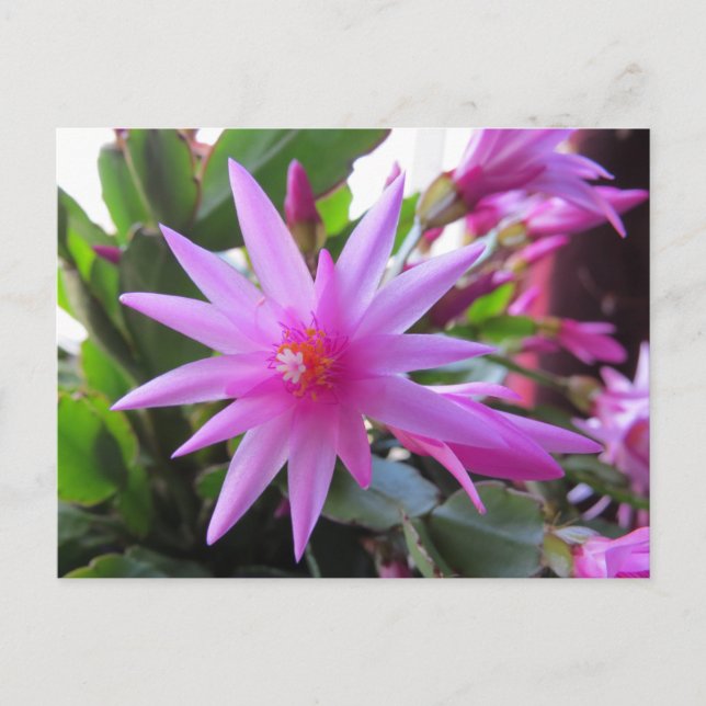 Postal Festiva Easter Cactus Flowers (Anverso)