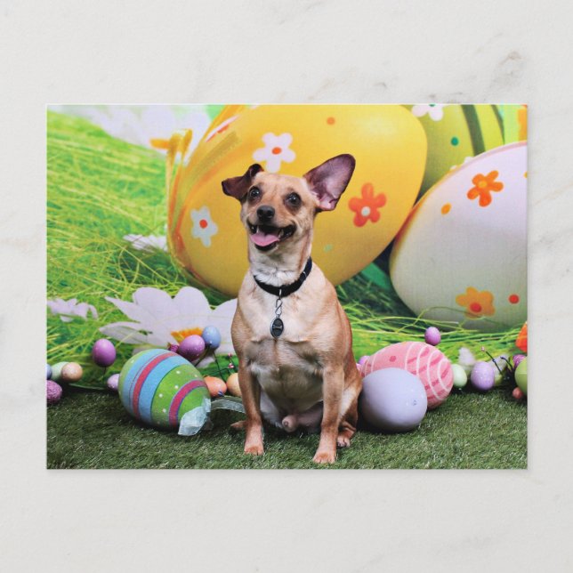 Postal Festiva Easter - Chipin Rockwell - Chihuahua Rambo (Anverso)