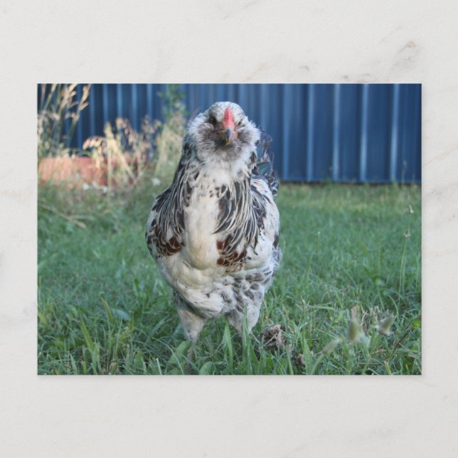 Postal Festiva Easter Egger Rooster (Anverso)