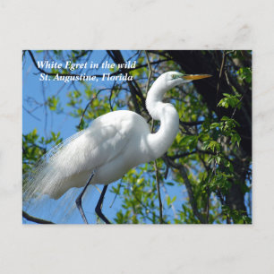 Postal Festiva Egret blanco salvaje