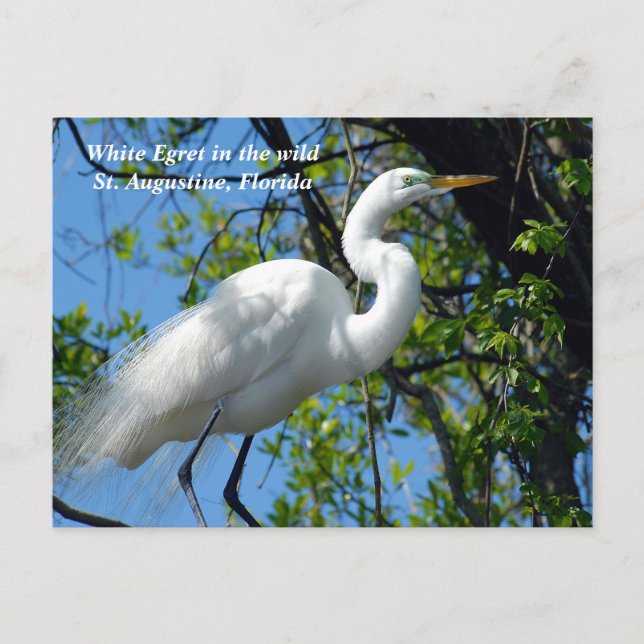 Postal Festiva Egret blanco salvaje (Anverso)