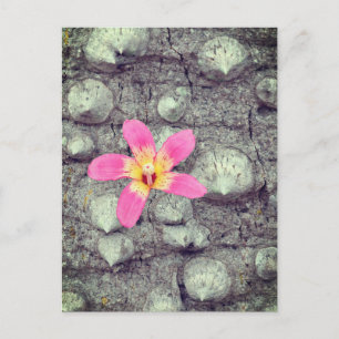 Postal Festiva El árbol de seda flotante. Ceiba speciosa. Póster