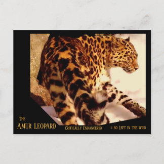 Postal Festiva El leopardo de Amur se pone en peligro