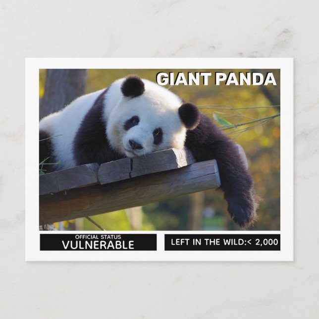 Postal Festiva El Panda gigante es una especie vulnerable (Anverso)
