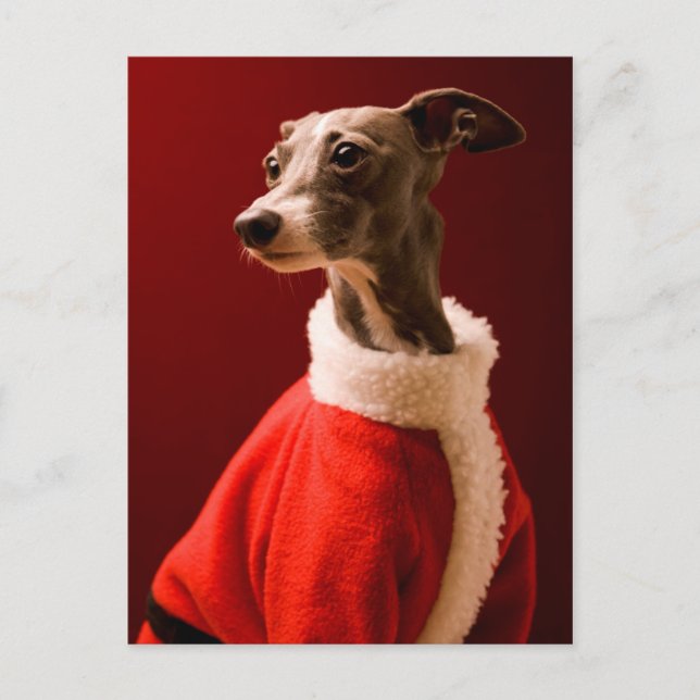Postal Festiva El perro lleva la ropa de Papá Noel (Anverso)