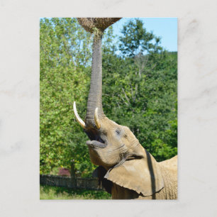 Postal Festiva elefante africano con maletero arriba