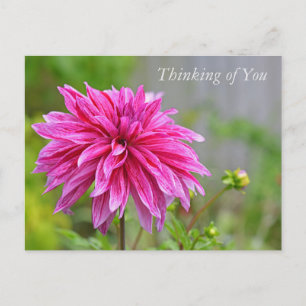 Postal Festiva Elegante jardín rosado de Dahlia con flores pensan