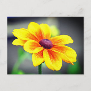Postal Festiva Elegante Naranja amarillo único Dahlia Flower