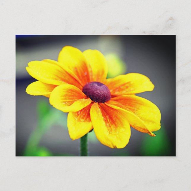 Postal Festiva Elegante Naranja amarillo único Dahlia Flower (Anverso)