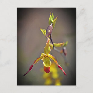 Postal Festiva Elegante Naranja Orquídea Amarilla Flor Botánica