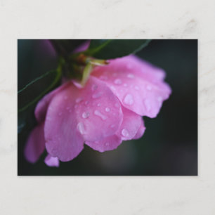 Postal Festiva Elegante rosa cerca de Dew