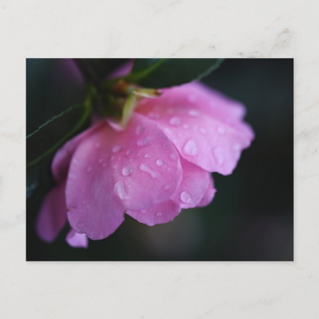 Postal Festiva Elegante rosa cerca de Dew (Anverso)