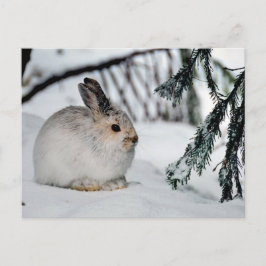 Postal Festiva Escena de la naturaleza de la nieve en invierno -
