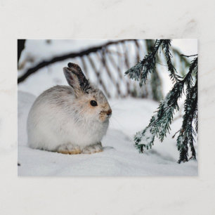 Postal Festiva Escena de la naturaleza de la nieve en invierno - 