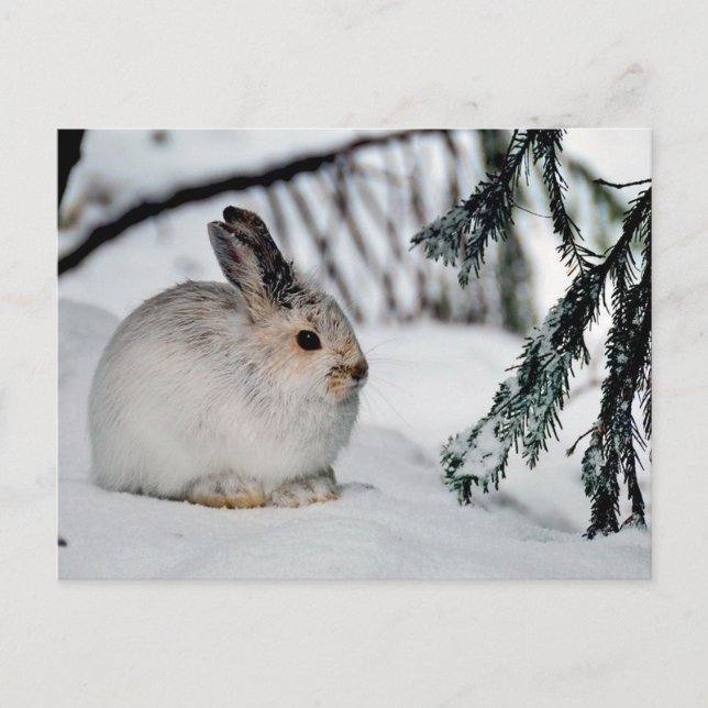 Postal Festiva Escena de la naturaleza de la nieve en invierno -  (Anverso)