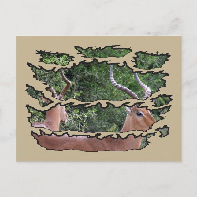 Postal Festiva Espejo de Impala para la vida salvaje arrancado (Anverso)