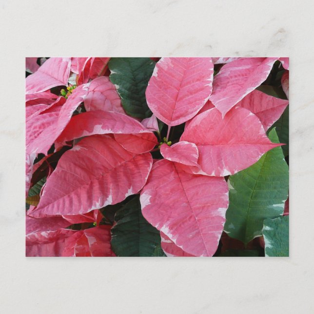 Postal Festiva Estrella plateada de mármol Poinsettias Flor de va (Anverso)
