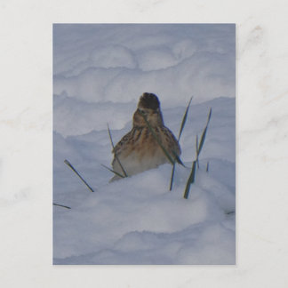 Postal Festiva Eurasian Skylark Bird Close Up DIY Postcard