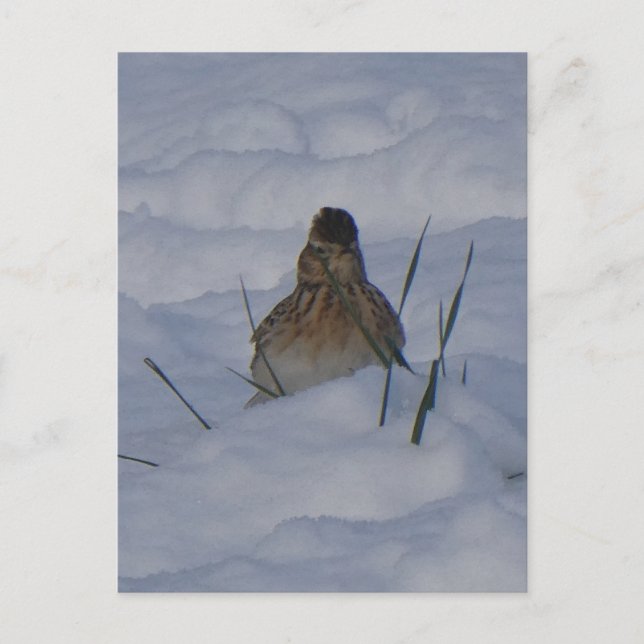 Postal Festiva Eurasian Skylark Bird Close Up DIY Postcard (Anverso)