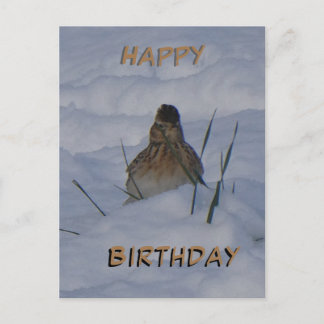 Postal Festiva Eurasian Skylark Bird Cust. Text Birthday Postcard