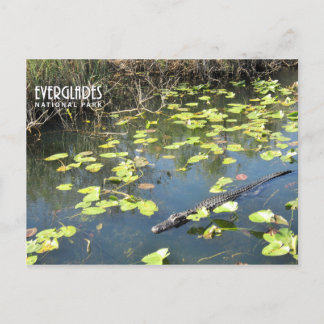 Postal Festiva Everglades Postcard