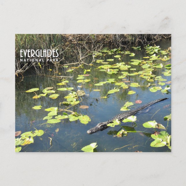 Postal Festiva Everglades Postcard (Anverso)
