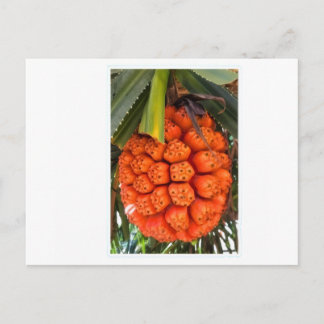 Postal Festiva Exotic Sea Pandanus - Edible Rare Tropical Coastal