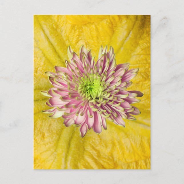 Postal Festiva Fall Flowering Mum (Anverso)