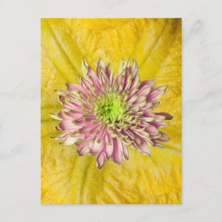 Postal Festiva Fall Flowering Mum