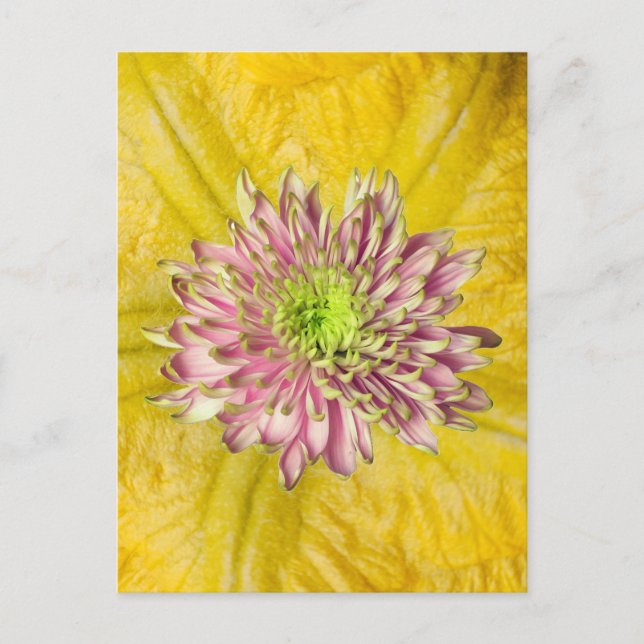 Postal Festiva Fall Flowering Mum (Anverso)