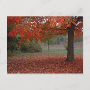 Postal Festiva Fall Red Maple Tree - Postcard