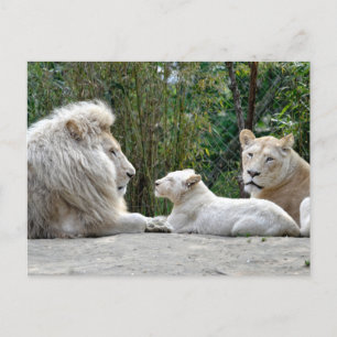 Postal Festiva Familia de leones blancos tendidos en el suelo