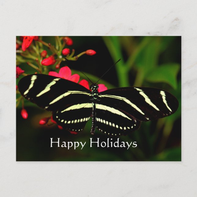 Postal Festiva Felices fiestas, cebra longwing (Anverso)